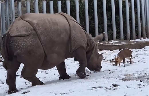 Δαυίδ εναντίον Γολιάθ: Το ελαφάκι που τα έβαλε με ρινόκερο 1,7 τόνων και έγινε viral (video) | Το Κουτί της Πανδώρας