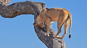 4.5M views · 68K reactions | Lion Digs Inside Tree to Get to Leopard...