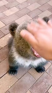 647K views · 10K reactions | Baby bear is so cute | Rescue Bear | Facebook