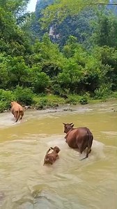 Wow! I was holding my breath! What does this teach us? Video courtesy | Alex Chamwada OGW, MBS