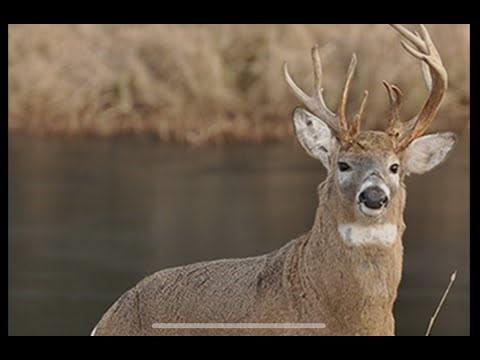Single buck states, are there down sides to it? Deer hunting management challenges