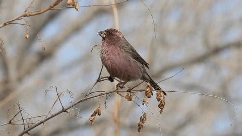clip-3995102403-purple-house-finch-bird-perching-on-dry