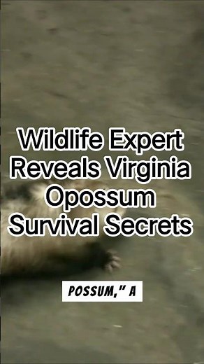 Wildlife Expert Reveals Amazing VIRGINIA Opossum Survival Secrets