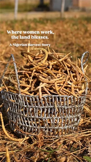 Matse Uwatse | Nigerian Food & Legacy on Instagram: "I planted these beans months ago, tending to the soil with patience, hope, and prayer. From the first sprout… to battling pests… to building a scarecrow with my own hands… to watching the vines blanket the land, and finally seeing the field turn golden, this has been a journey of growth in every sense. Today, as the beans dry under the early December sun, I’m harvesting with young women and girls from my community. It may be temporary work, bu