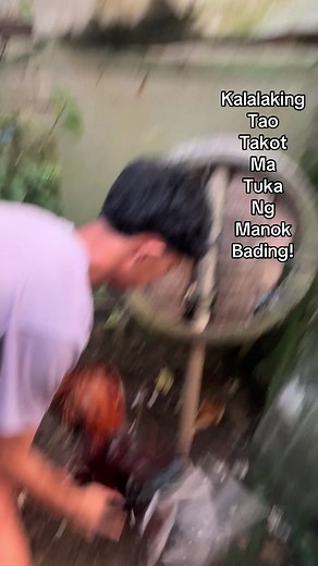 Batang Sabongero: Takot sa Manok Bading