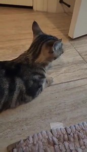 6.2K views · 1.5K reactions | Handsome brothers Tim and Tank are going to be at our adoption center today 12-5 PM . Come meet them if you are looking for a pair of kitties to adopt =^..^= | Save A Purrfect Cat Rescue | Facebook