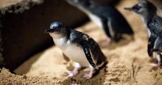 Little penguin