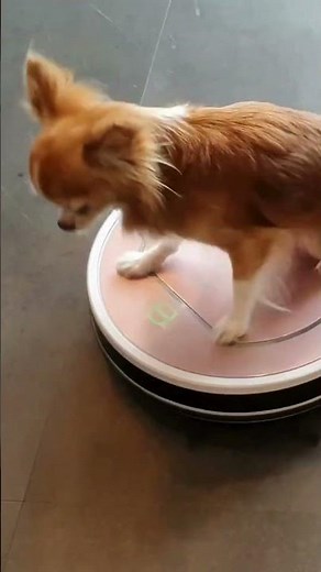 The Smart Roomba – Hilarious Funny Robot Story