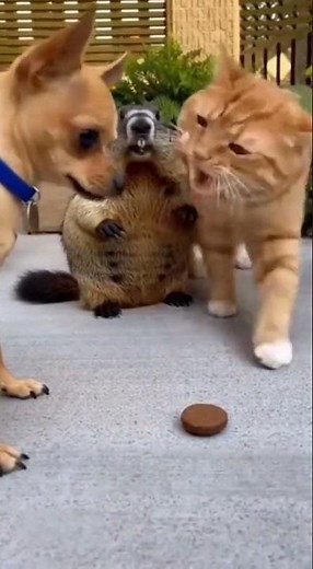 Groundhog's Startling Scream Causes Unexpected Commotion