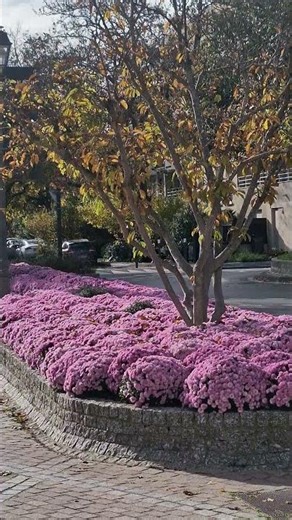 Parcs et jardins - Suresnes - French region