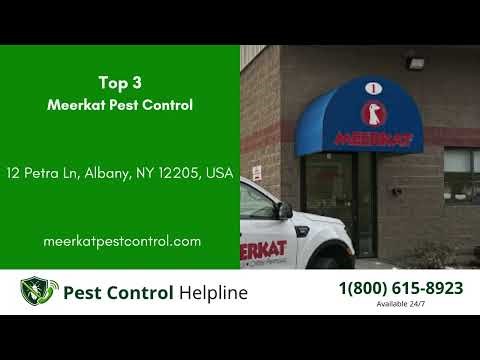 Top 3 Pest Control in Albany