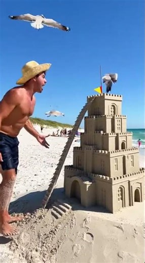 Seagulls Destroy Beach Architect's Masterpiece