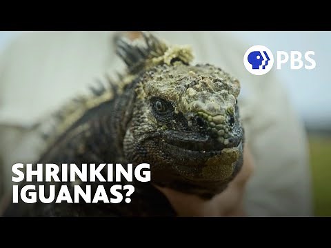Is Climate Change Making Iguanas Shrink? 🦎 | Evolution Earth | PBS