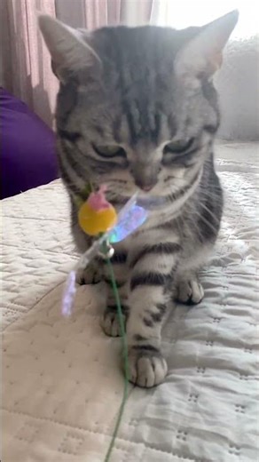 最近お気に入りのオモチャ #アメショ #猫のいる暮らし #遊び #虫みたいな動きをする