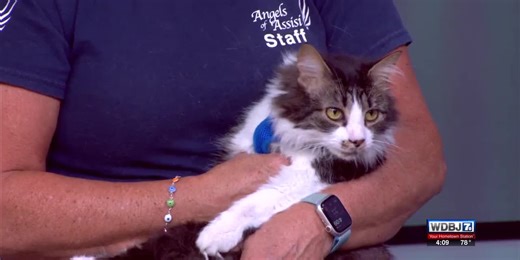 Angels of Assisi Talks Extended Hours