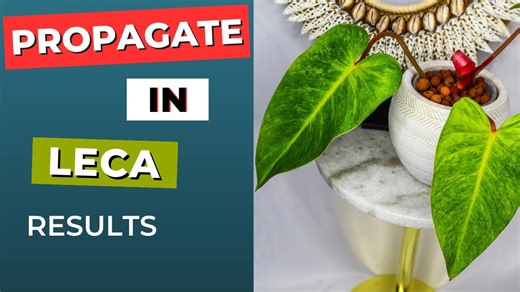 RESULTS Leca Propagation Made EASY Beginners' Guide