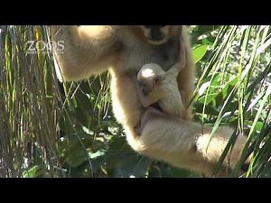 White-cheeked Gibbon Baby