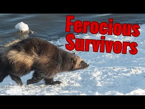 Wolverines | The Fierce Survivors of the North