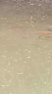 Inland fish farming .... Feeding my carps at the pond..... | Israel Kapi