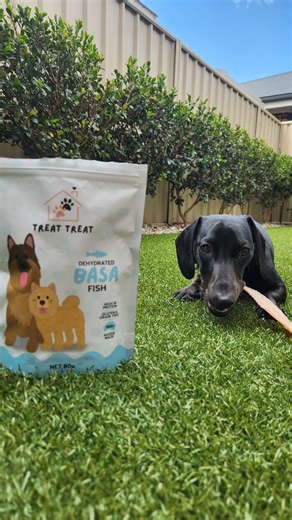 🐟 Basa Fish Fillets — light, crunchy & irresistible Wafer-like snaps dogs love, packed with natural Omega 3 & 6 for healthy skin and a shiny coat ✨ Responsibly sourced from Australian fisheries. 🛒 Shop now at thepawfecttrio.com.au #ThePawfectTrio #BasaFishForDogs #FishDogTreats #NaturalDogTreats #HealthyDogTreats #DogReels #DogsofAustralia #PetReelsAustralia #ShopAustralian | The Pawfect Trio