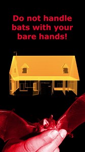 57 reactions · 105 shares | Bats are amazing creatures, but in Michigan, rabies most commonly occurs in bats. This is especially true if you find a bat that appears to be sick or injured in your yard, or if you awake to one in your home. Learn more about rabies and steps you can take to prevent exposure, as well as what to do if you awake to a bat in your home at Michigan.gov/Rabies. | Michigan Department of Natural Resources | Facebook