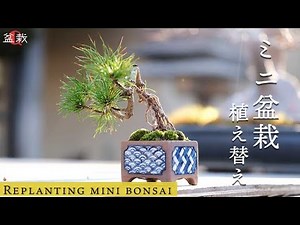 [Mini bonsai] Must-see for beginners! Learn to replant various trees! [Bonsai Q]