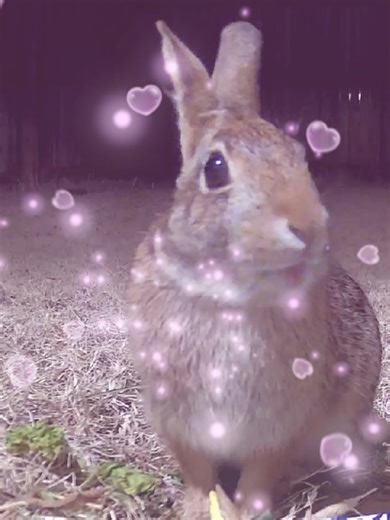 follow for more cute wild hare bunny rabbit videos! comment f4f if u want a follow back #bunny #backyardfriends #wildbunny #wildrabbit #f4f
