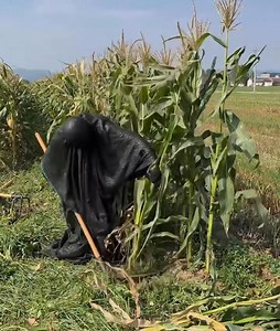 139K views · 402 reactions | Have you seen corn picking like this? It’s so hilarious!  Reaper picking corn  #FunnyFarmMoment #UnexpectedHarvest #Funny #Cool | iChongqing | Facebook