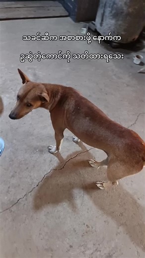 ချစ်စရာကောင်းတဲ့ နိုင်ငံခြား ဗီဒီယိုများ