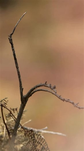 EATING a wasp is one thing… Saving them for later pierced on a spike is another (cue Partridge quote). Shrikes are ‘butcher birds’. This is what they do. Brilliant. A birding highlight for me. And it’s turning out to be a crucial one…! | Rock 'n Roll Birder