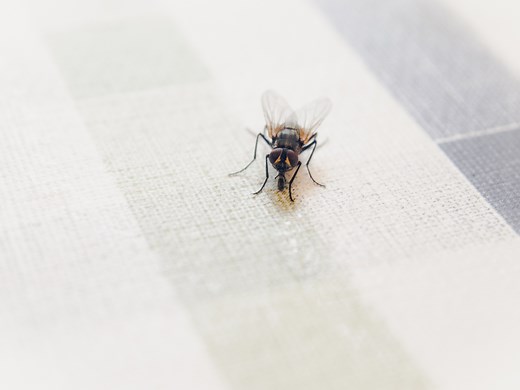 How to Get Rid of Flies in 3 Simple Steps - realestate.com.au