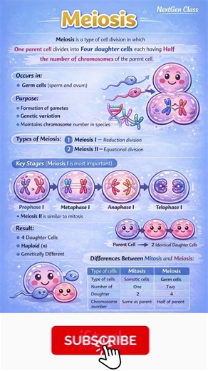 Meiosis Explained | Stages of Meiosis I & II with Diagram | Class 10 Biology