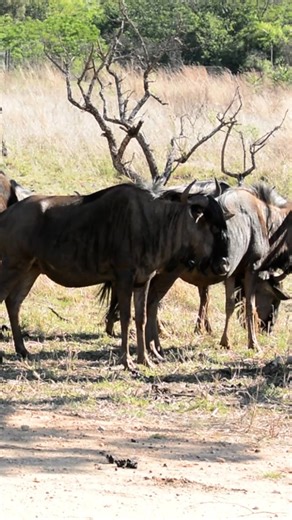 18K views · 171 reactions | A self-drive safari is freedom on four...