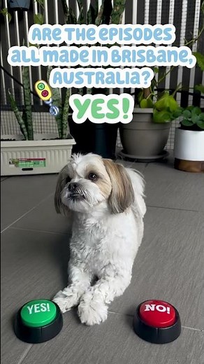 Meet Winnie the Bluey office dog #shorts | Bluey