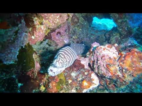 Zebra Moray Eel Cracks Open Spiny Sea Urchin