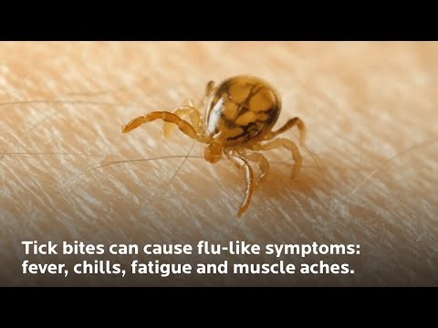 Tips to Navigate Tick Bites