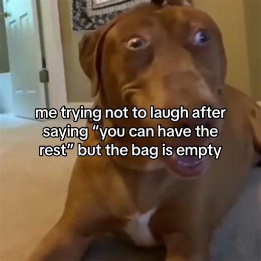 this dog got me tweakin rn | BYE I DID NOT FEEL LIKE POSTING AN EDIT- | #joshhutcherson #browndogmeme #meme #fyp #relateable #dogsoftiktok