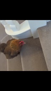 10K views · 676 reactions | The never ending adventures of a therapy chicken and duck, always happy to explore! #therapy #therapyanimals #chicken #duck | The Pony Pals Family Storybooks | Facebook