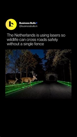 Business Bulls | AI on Instagram: "Instead of building walls, tunnels, or cages, the Netherlands turned light into a warning system. Engineers are testing laser-based roadside tech that detects approaching wildlife and projects thin green laser lines on the road, instantly alerting drivers. The goal isn’t to stop animals, but to slow humans at the right moment. The system activates only when wildlife is nearby, reducing collisions, protecting migration routes, and avoiding disruptive fencing. It
