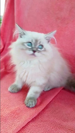 Quee Blue Lynx Colorpoint Siberian Female Kitten Available Now | Purebred Kitties