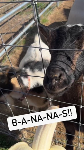 2.5K views · 199 reactions | Our older goats who came from the Milk Goat Farm, love bananas!! Nakota (on the left) doesn’t have teeth in the back so she enjoys the softer treats like bananas and grapes. Maya (on the right) enjoys every treat ❤️ | Funky Chicken | Facebook