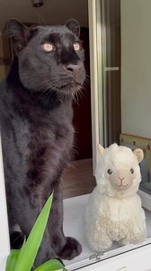 45K views · 2.8K reactions | Luna and her first toy -a lamb Luna is very gentle with her things)) | Lunathepantera | Facebook