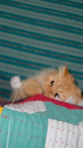 Cat Attacks Ball Like a Hunter | Funny & Cute Reaction!