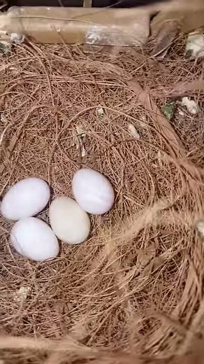 Reproduction moineau du japon
