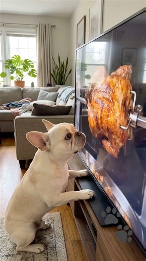 This French Bulldog Couldn't Wait! 😂🐾
