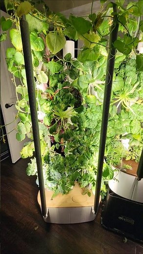 Gardyn vs Lettuce Grow Farmstand Indoor gardening #hydroponicplants #indoorgardening #gardyn