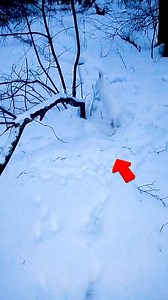 7.3K views · 25 reactions | Rescue of a Trapped Rabbit A brave rescue gives this trapped rabbit the freedom it deserves. #AnimalRescue #KindnessMatters #ViralAnimals #WildlifeSaved #HeartwarmingMoment | Animal Kingdom Stories | Facebook