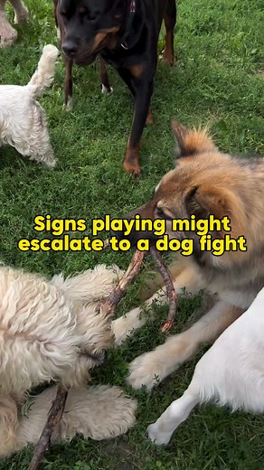 Can you recognize the signs of a potential dog fight? Signs of...