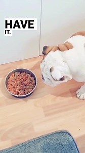 53K views · 4.6K reactions | While I usually post humorous content, it's essential to highlight the importance of training pets, especially around young kids. Let's promote positive behavior and encourage Pablo to be gentle and not show any food aggression #dogtraining #bulldogpabs #britishbulldog #dogsofinsta #englishbulldog #bulldog #funny #hilarious #puppy #lazydog #pablo | BulldogPabs | Facebook