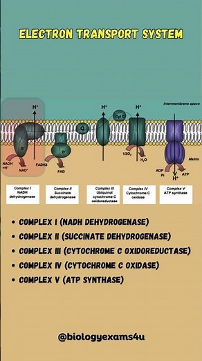 5 Complexes in Electron Transport Chain (ETC)